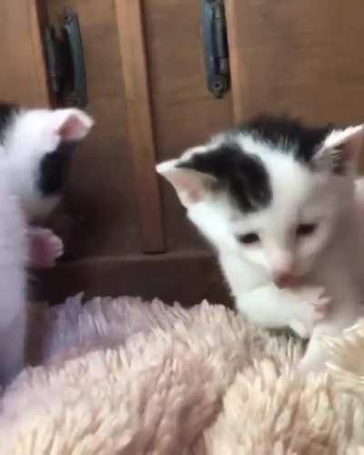 How do you clean paws?