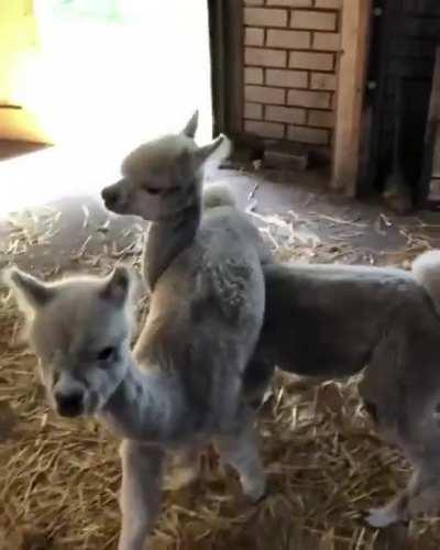 Alpaca babies doing whatever they do