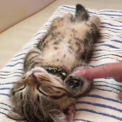 To wake up the kitty