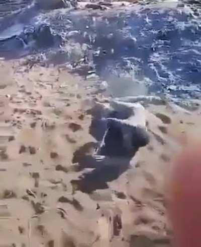 People's of eliminated team from T20 World