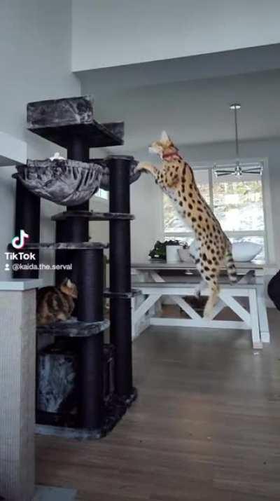 sogging hard or hardly sogging?