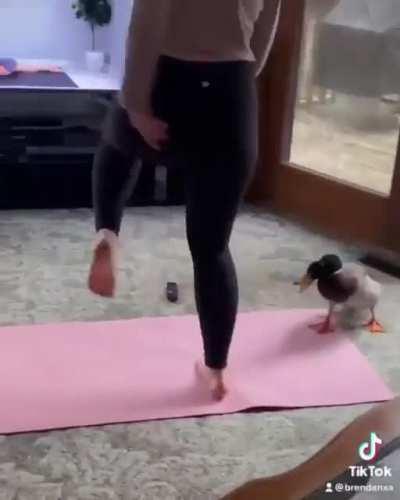 Hitduck shows no mercy