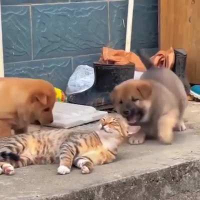 Qual o nome dessa raça?