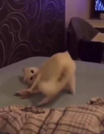 EnDaNgErEd AnImAl CoMmItS DeAd