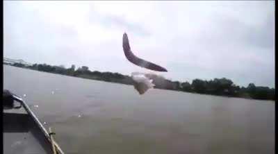 avergae day in Australia