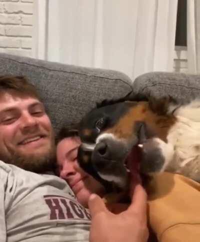 Berners are the biggest goofs