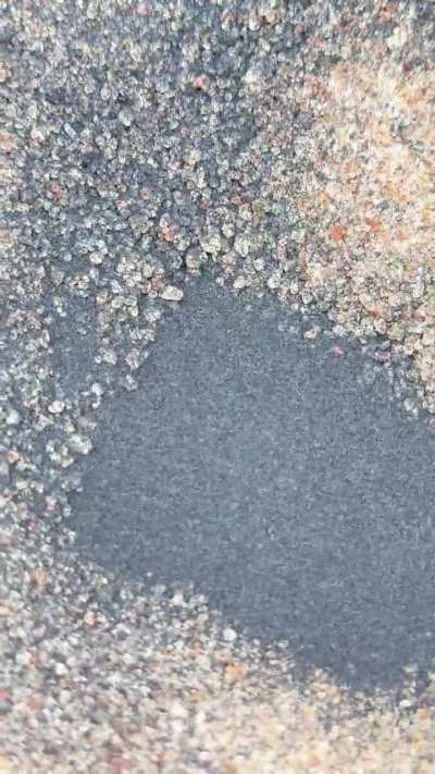 Almost microscopic bugs that come in with the tide and gather in the sand (central Peru)