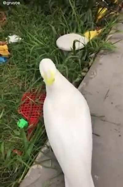 hes just eating grass!