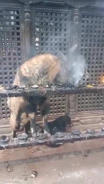 Goat in Nepal inhaling and exhaling smoke