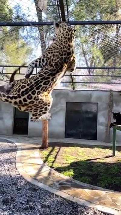 Environmental enrichment