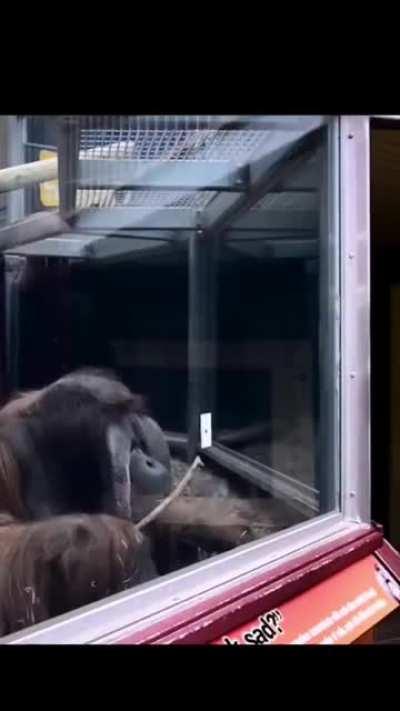 FOCUS FOR THE MONKEY