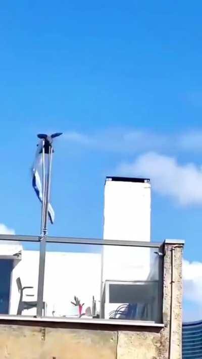 A bird single handedly removing a flag