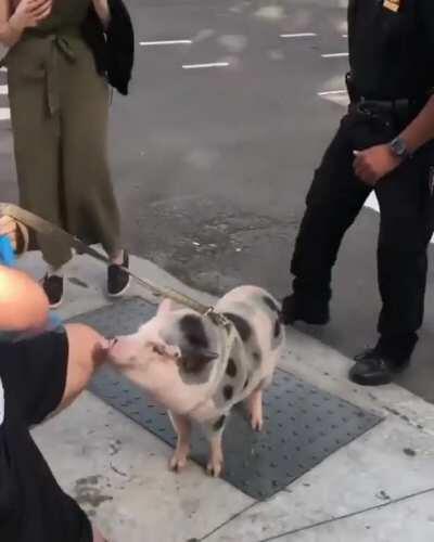 Cops pullover to take a selfie with a pig in the LES