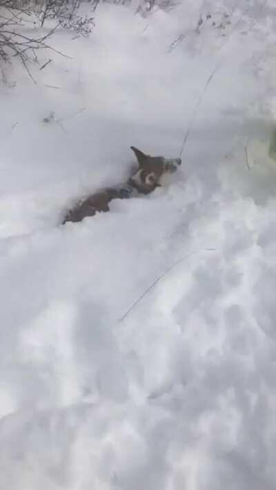 Snow depth? 12 inches. Corgi puppy height? Definitely less than 12 inches...