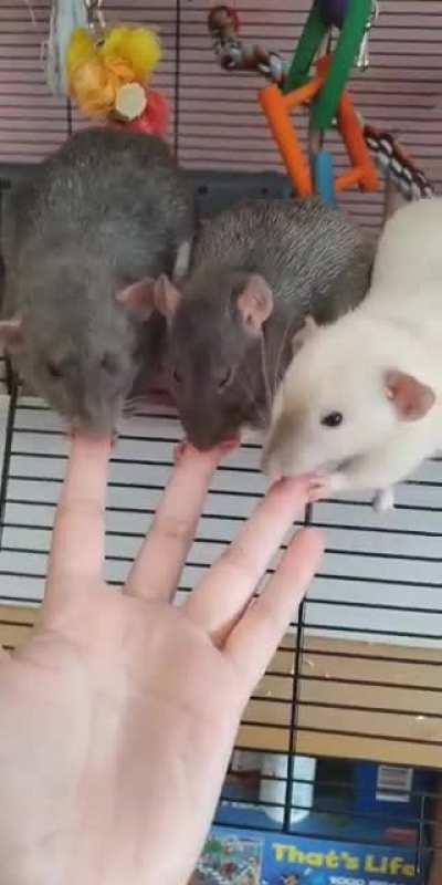 RaTs DeVOur OwNEr's fiNgERs tO thE BoNE
