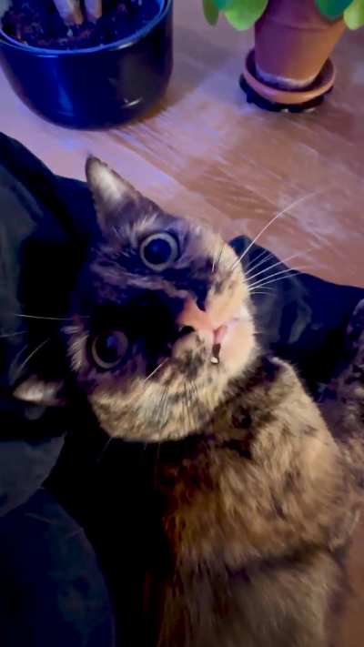 I tried to get up. Mona disagreed.