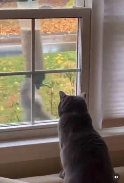 Squirrel going full tilt