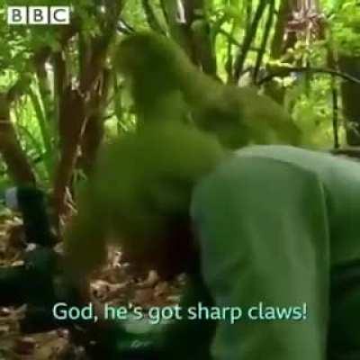 Getting shagged by a rare parrot.