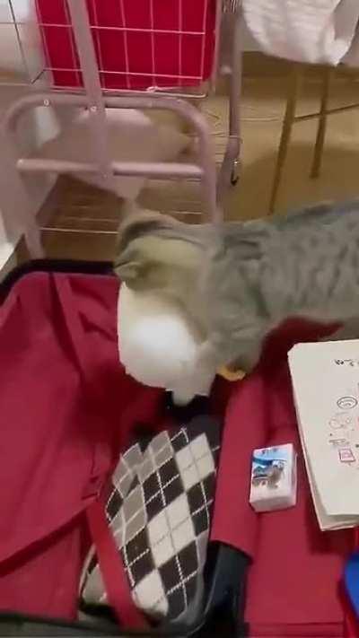 Packing the essentials