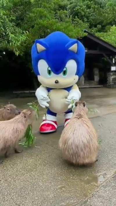 Sonic goes to feed the capybaras!!!