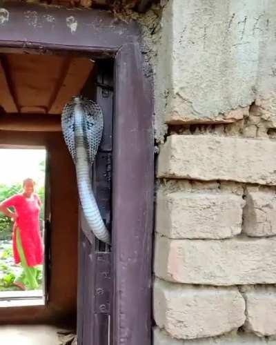 You're trying to go home and get greeted by this Indian cobra