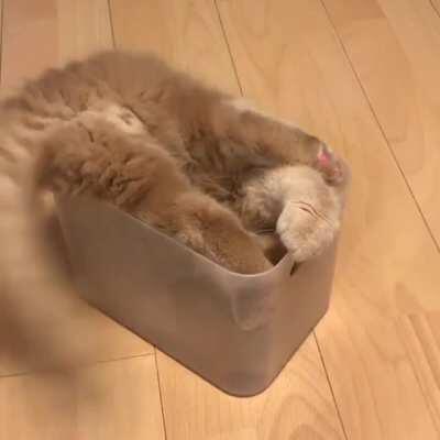 This cat has successfully turned into a cube