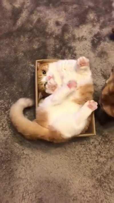 Mira fits in the box 😂