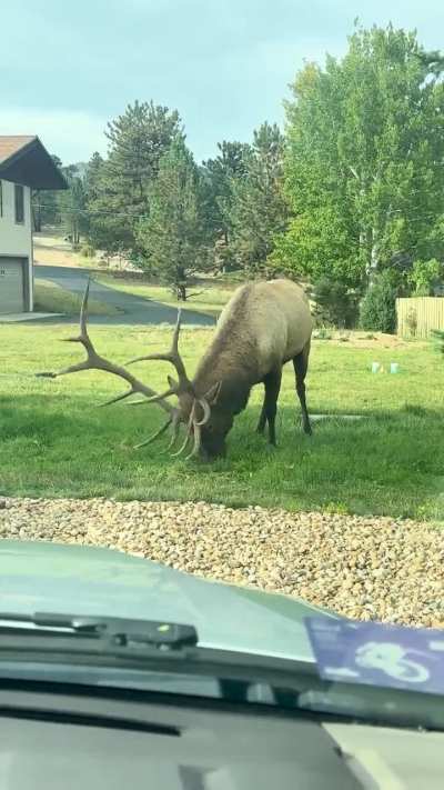 Funny Elk