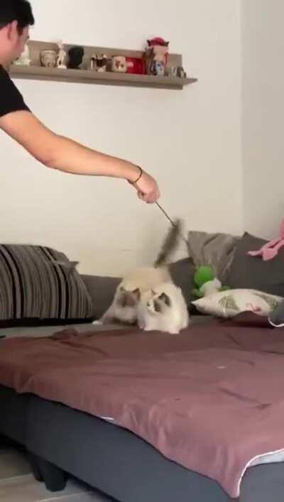 My two Ragdolls always get really exited as soon as i pull out there favorite toy :D They always take turns in playing, right after that he (Milo) stopped and let her Sister (Lumi) play.