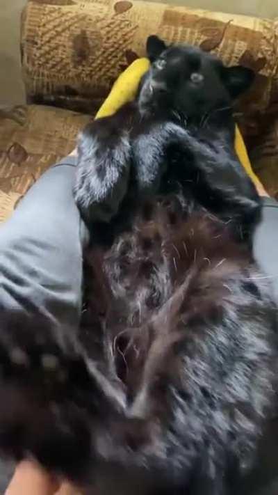 The Nogga has grown up