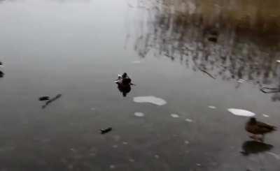 prepared for landing