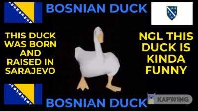 BOSNIAN DUCK