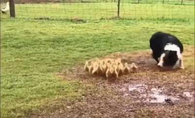 A border collie gently guiding ducklings into a puddle