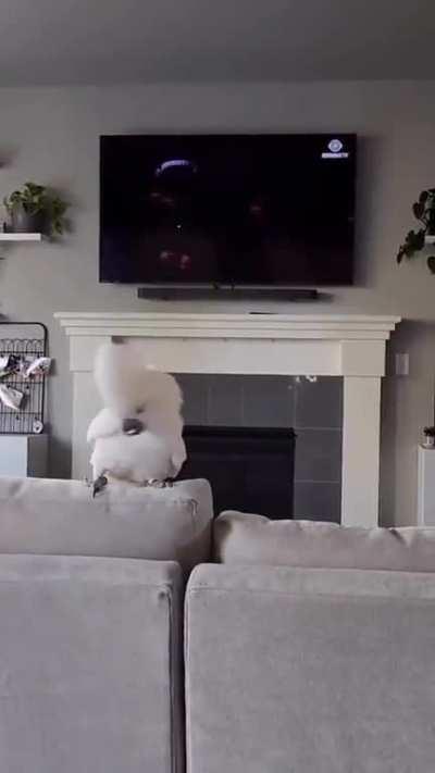 Great headbanger! AC/DC hour