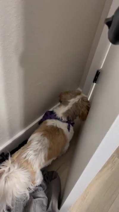 Little man got trapped. He is not blind. He just has two brain cells.