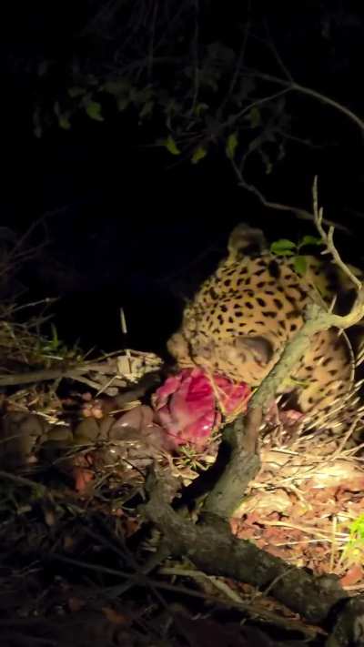 A leopard nicknamed Maluwane which has apparently figured out the delicate art of killing Cape porcupines