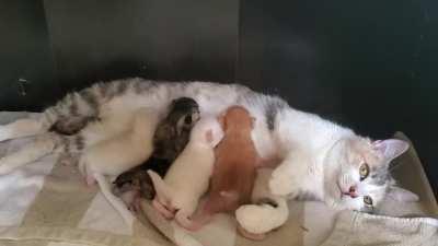 Mama Mini's babies are super active today