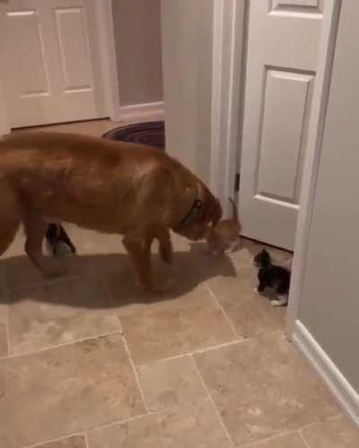 The invasion has begun!