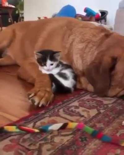 A kitten curling up with a gentle giant