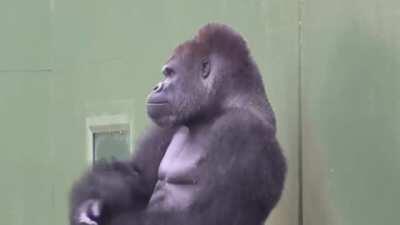 He looks genuinely excited for shower time