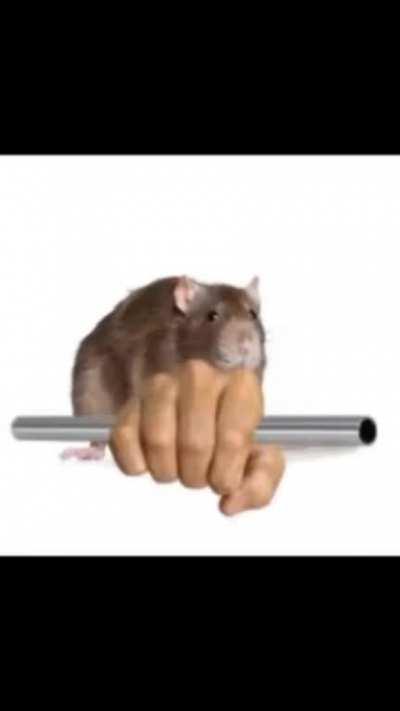 21stCenturyHumour - Video #9988