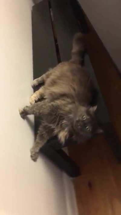 My cat’s sense of direction seems off