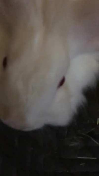 On this episode of: annoying my bunny until he yeets my phone