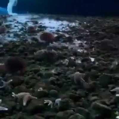 An underwater icicle, the Brinicle (finger of death), that freezes everything in its path.