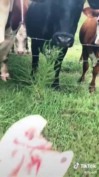 Watermelon Treats For the Ladies