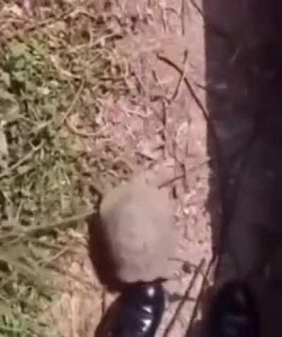 i feel as if there are turtles living within my flesh