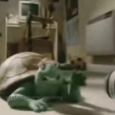 Rata culia asquerosa