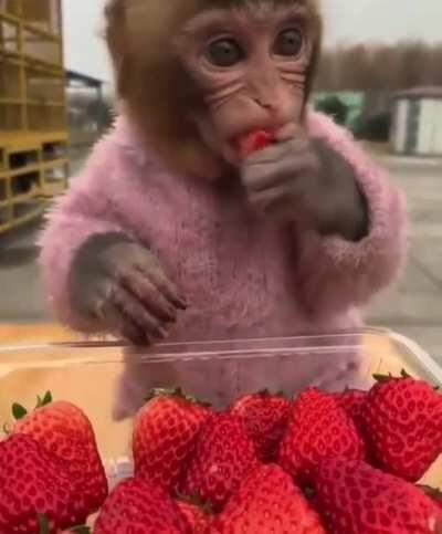 Monkey & strawberry. Strawberry & monkey.