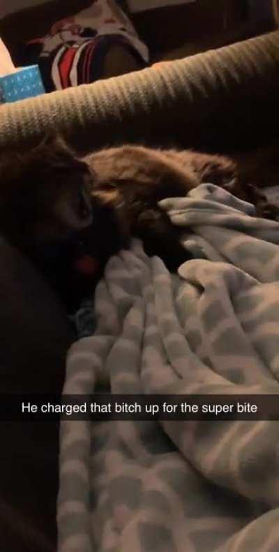 WCGW tickling my cat with my foot