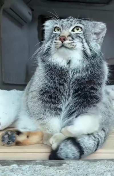 The Pallas's cat - so cute^^